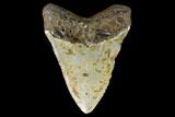 Huge, Fossil Megalodon Tooth - North Carolina #124435-2